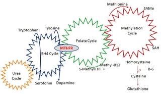 folate_methionine cycle